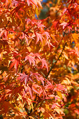 Image showing Japanese Maple Tree