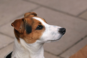 Image showing Jack Russell