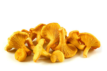 Image showing Chanterelles isolated