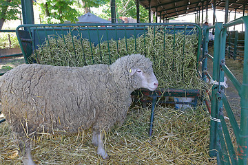 Image showing Sheep Farm