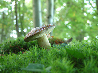 Image showing Boletus badius