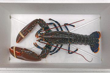 Image showing Lobster in Box