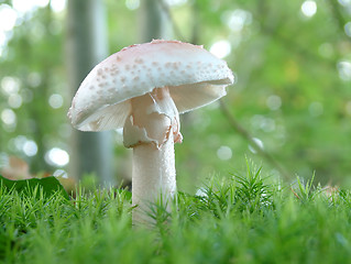 Image showing Amanita verna mushroom