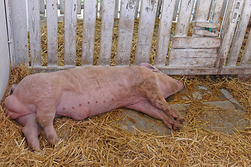 Image showing Dead Pig