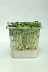 Image showing Watercress Box