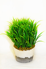 Image showing Grass plant