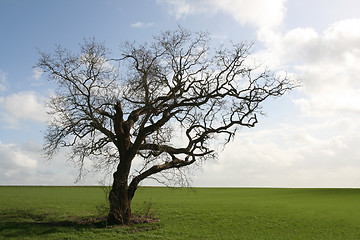 Image showing Gnarly old tree