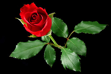 Image showing Red rose isolated on black