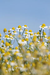 Image showing Daisies