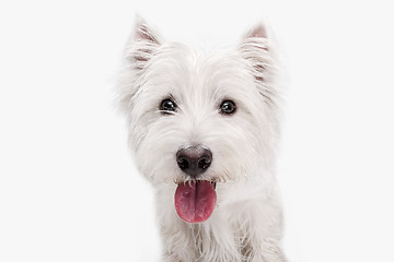 Image showing west highland terrier in front of white background