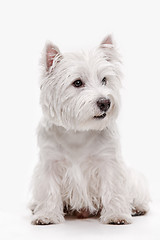 Image showing west highland terrier in front of white background