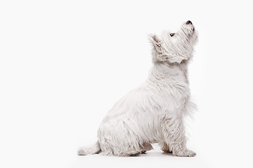 Image showing west highland terrier in front of white background