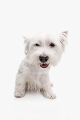 Image showing west highland terrier in front of white background