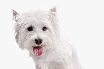 Image showing west highland terrier in front of white background