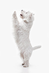 Image showing west highland terrier in front of white background