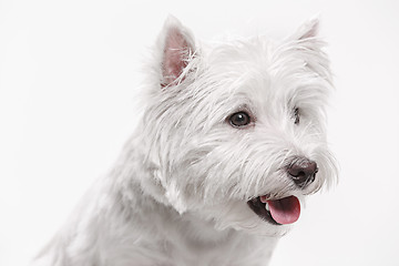 Image showing west highland terrier in front of white background