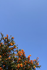 Image showing Shrub with red berries