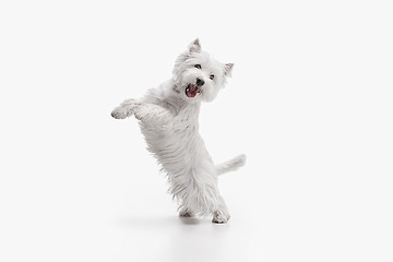 Image showing west highland terrier in front of white background