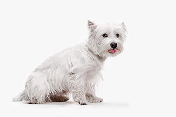 Image showing west highland terrier in front of white background