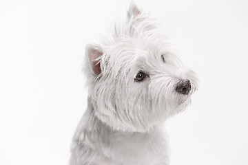 Image showing west highland terrier in front of white background