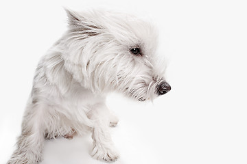 Image showing west highland terrier in front of white background