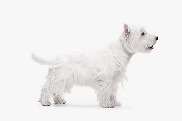 Image showing west highland terrier in front of white background