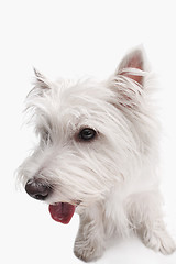 Image showing west highland terrier in front of white background