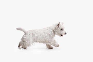 Image showing west highland terrier in front of white background