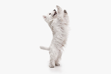 Image showing west highland terrier in front of white background