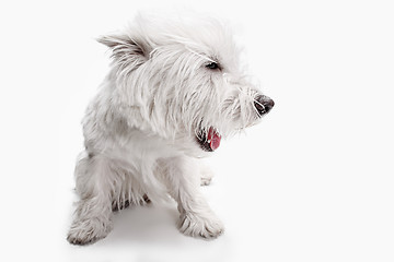 Image showing west highland terrier in front of white background