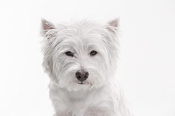 Image showing west highland terrier in front of white background