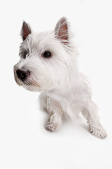 Image showing west highland terrier in front of white background