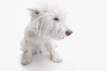 Image showing west highland terrier in front of white background