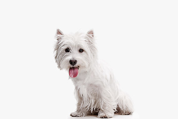 Image showing west highland terrier in front of white background