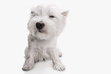 Image showing west highland terrier in front of white background