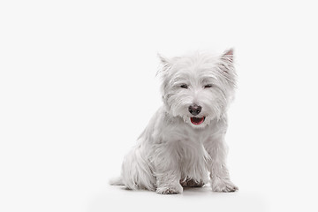 Image showing west highland terrier in front of white background