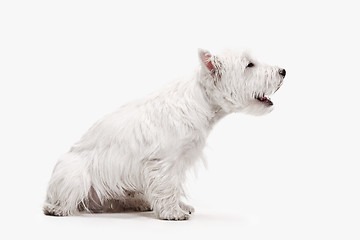 Image showing west highland terrier in front of white background