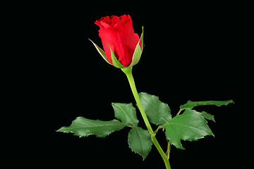 Image showing Red rose isolated on black