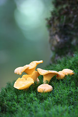 Image showing Chanterelles on the moss