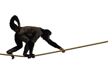 Image showing Climbing Monkey