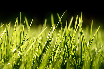 Image showing Grass blades