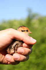 Image showing Chick protection