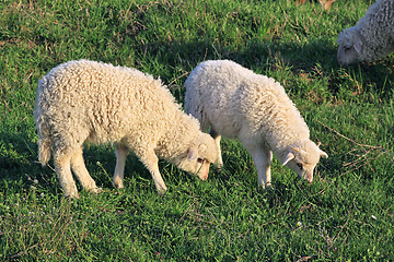 Image showing Two Sheep