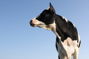 Image showing Sideway Cow