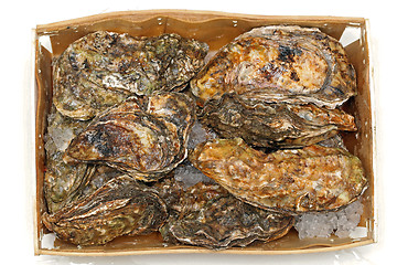 Image showing Oysters Box