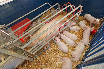 Image showing Pig Farm