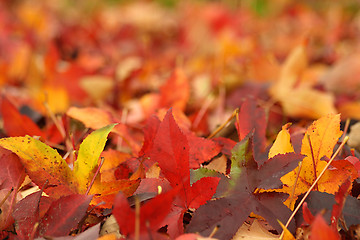 Image showing Maple Leaves