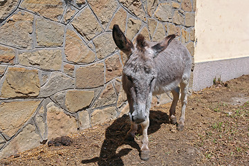 Image showing One Donkey