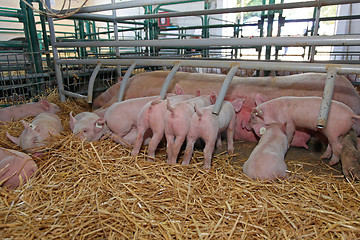 Image showing Suckling Piglets