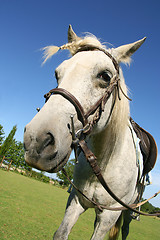 Image showing Saddled horse